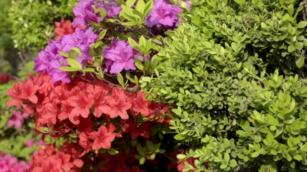 Azalea coreana floreciente en primavera, Corea del Sur — Vídeos de Stock