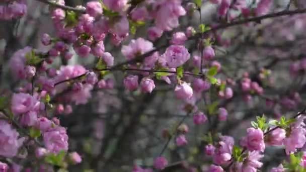 Квітучий Prunus triloba VAR. truncata Kom. навесні, Південна Корея — стокове відео