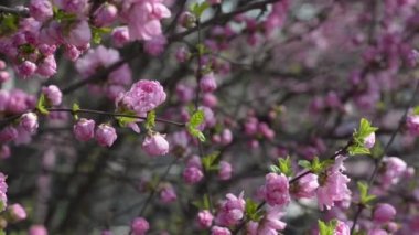 çiçek açan prunus triloba var. truncata kom. ilkbaharda, Güney Kore