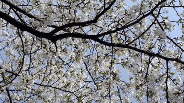 Bloeiende kersenbloesem in de lente, Zuid-korea — Stockvideo