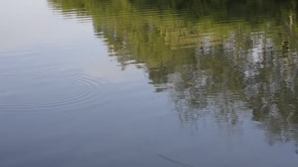 Fa tükröződések a tóban — Stock videók