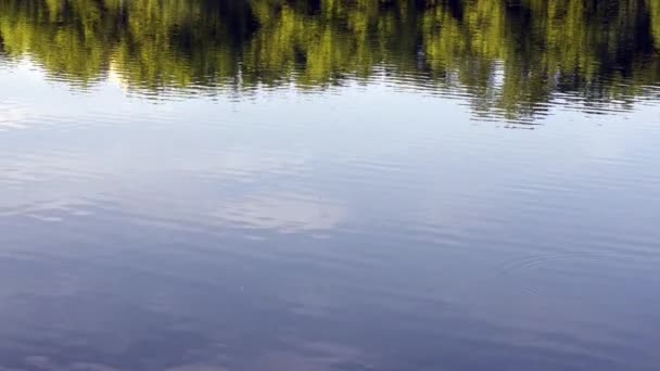 Réflexions d'arbres dans un lac — Video