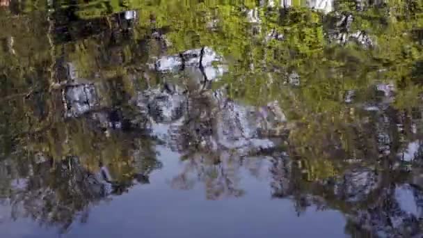 Reflejos de árboles en un lago — Vídeos de Stock