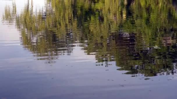 Réflexions d'arbres dans un lac — Video