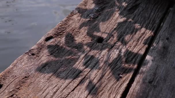 自然美与模式的抽象 经风吹日晒的木板码头边缘上美丽的树叶影子 — 图库视频影像