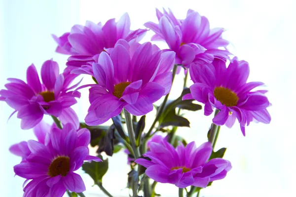 Kasımpatı çiçeği