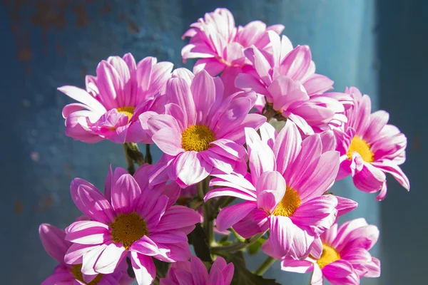 Kasımpatı çiçeği