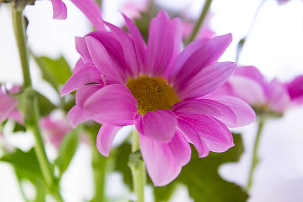 Kasımpatı çiçeği