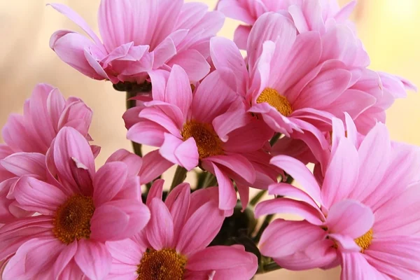 Güneş bir Kasımpatı çiçeği