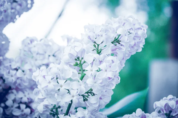 Leylak dalı Lila rengi yaprakları karşı