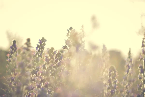 alanında bir düşüş çiçegi