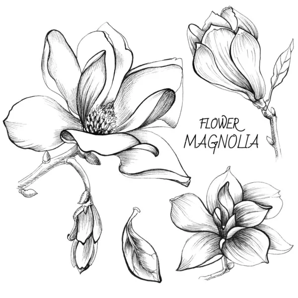 Yerçekimi Çiçekleri Manolya Flora Tasarım Elementleri Stok Fotoğraf