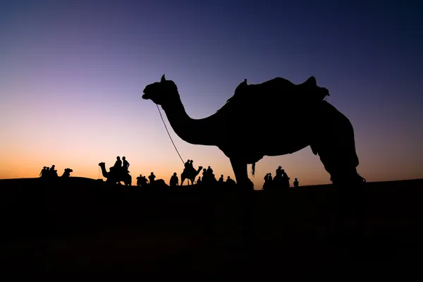 Sílhueta de camelo — Fotografia de Stock