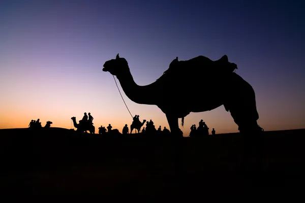 Camel silhouet — Stockfoto