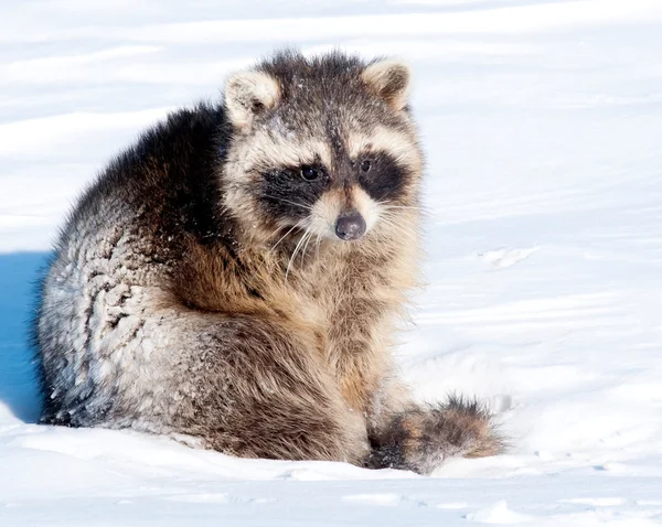 A lonely raccoon in winter — Stock Photo, Image