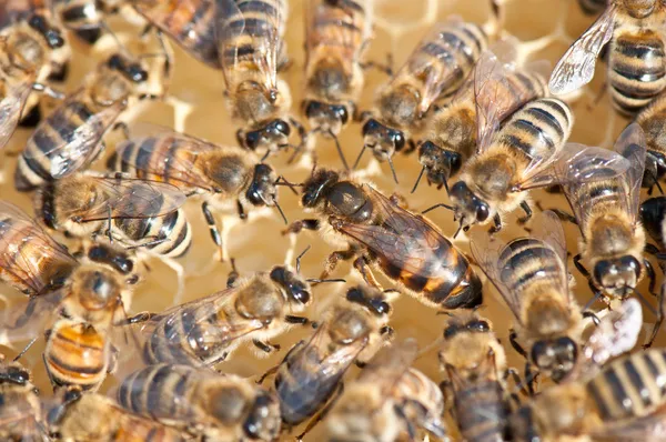 Die Königin der Honigbienen — Stockfoto