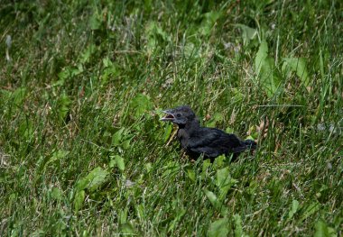 Bebek blackbird annesini arıyor