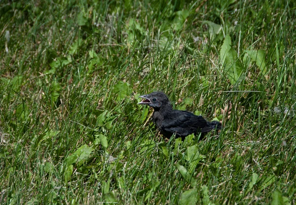 Baby blackbird efterlyser hans mor — Stockfoto