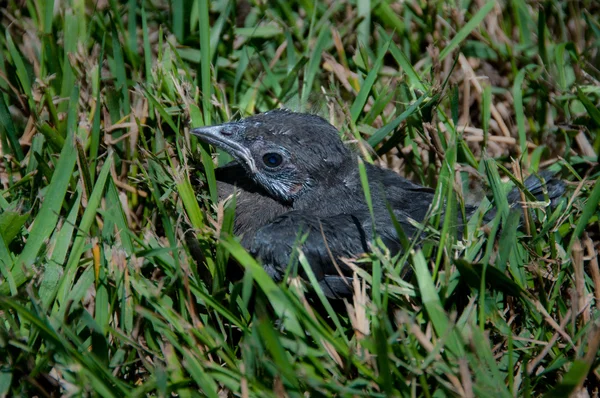 One lonely baby blackbird — Stock Photo, Image