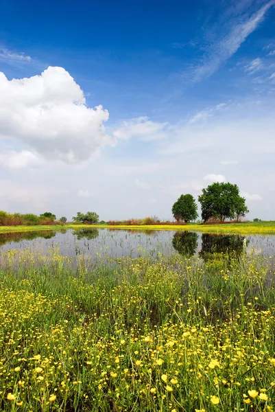 Beautiful spring meadow — Stock Photo, Image