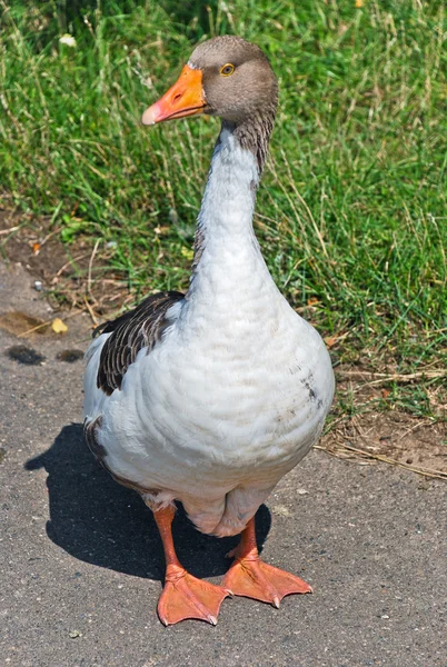Goose on a farm — Stock Photo, Image