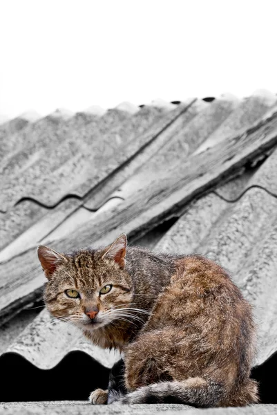 Eski erkek kedi — Stok fotoğraf