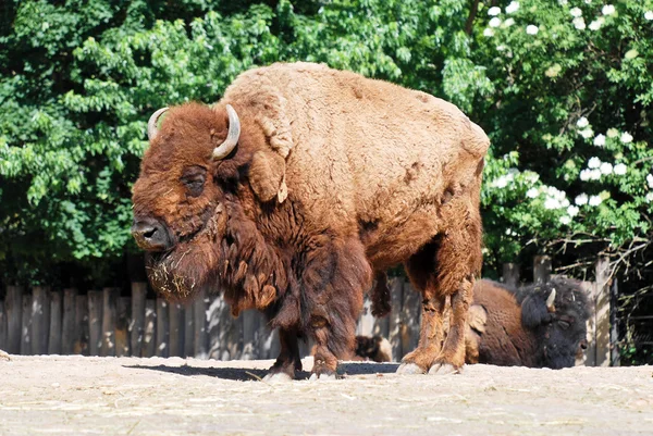 プラハ動物園で、古いバイソン — ストック写真