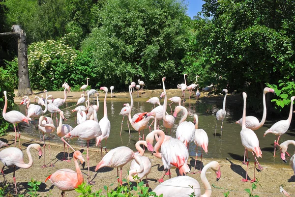 Flamingos beim Gießen — Stockfoto