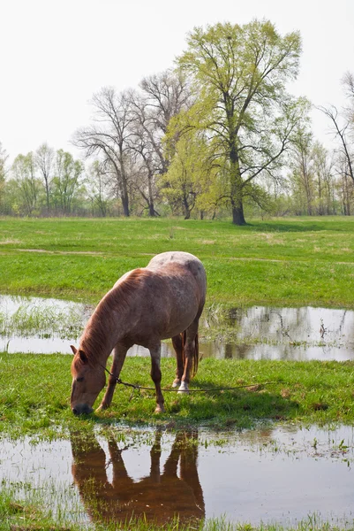 Pferd trinkt Wasser vor dem Hintergrund der grünen Wiese — Stockfoto
