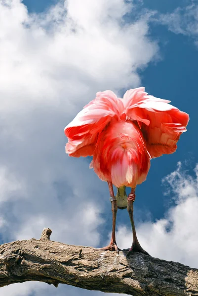 Vacker rosa fågel på bakgrund av blå himmel — Stockfoto