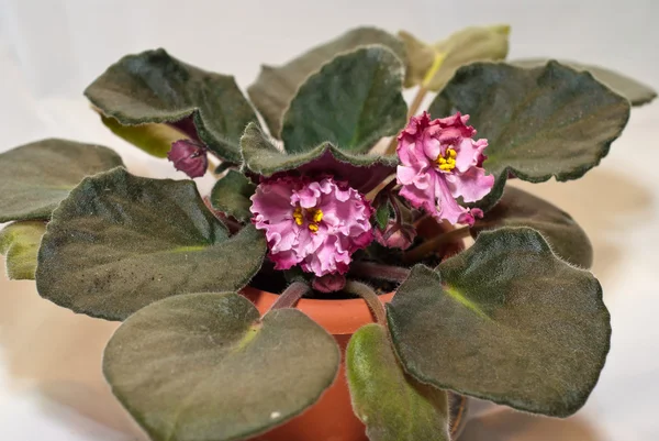 Blooming African violet Rum punch — Stock Photo, Image