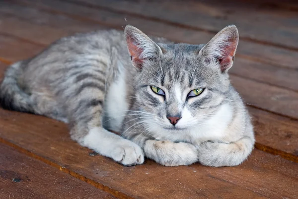 Güzel genç kedi — Stok fotoğraf