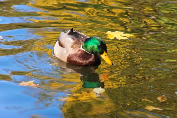 Wilde eend op een vijver — Stockfoto