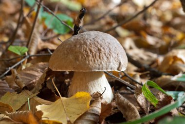 sonbahar ormandaki cep