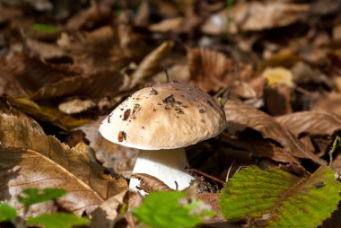 sonbahar ormandaki cep