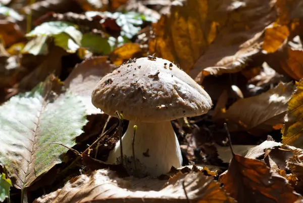 El cep en el bosque otoñal — Foto de Stock