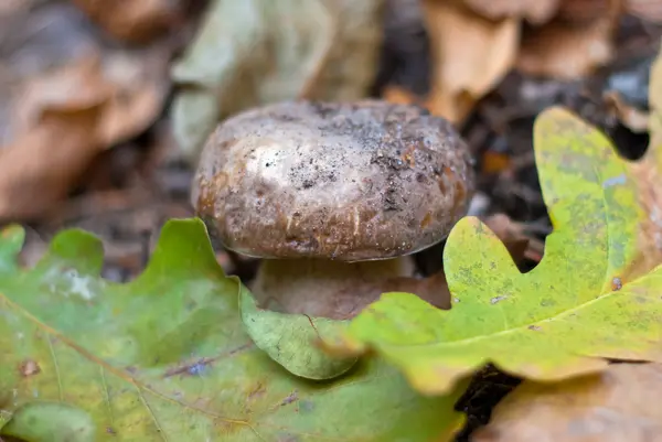 El cep en el bosque otoñal — Foto de Stock