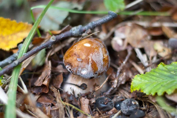 El cep en el bosque otoñal — Foto de Stock