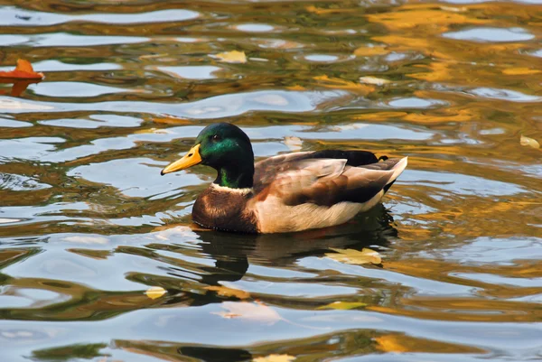 Divoká kachna na rybník — Stock fotografie