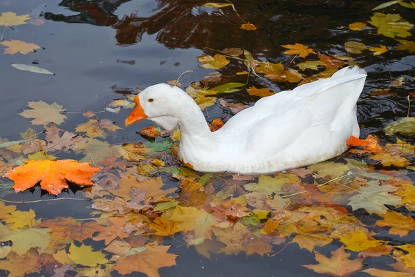 Gans zwemmen in een vijver — Stockfoto