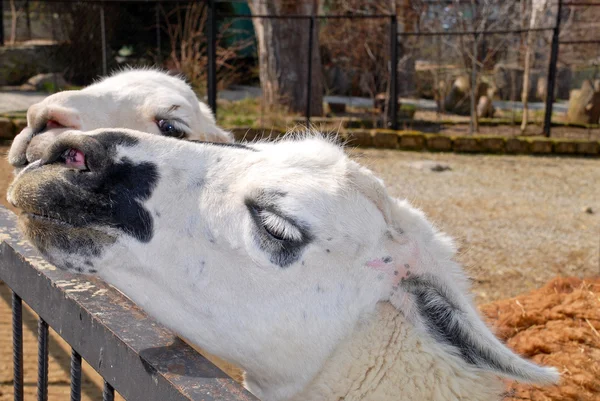 Twee mooie lamaдва красивих лама — стокове фото