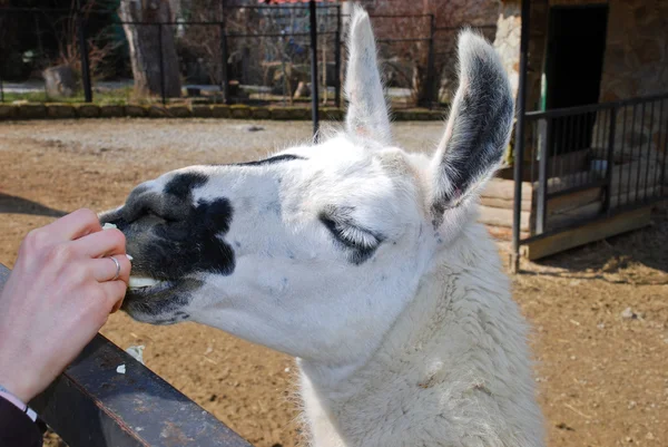 Bella lama — Foto Stock