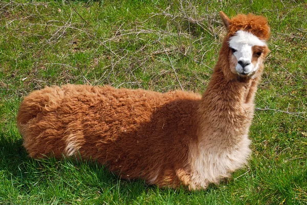 Hermoso lama descansando sobre la hierba — Foto de Stock