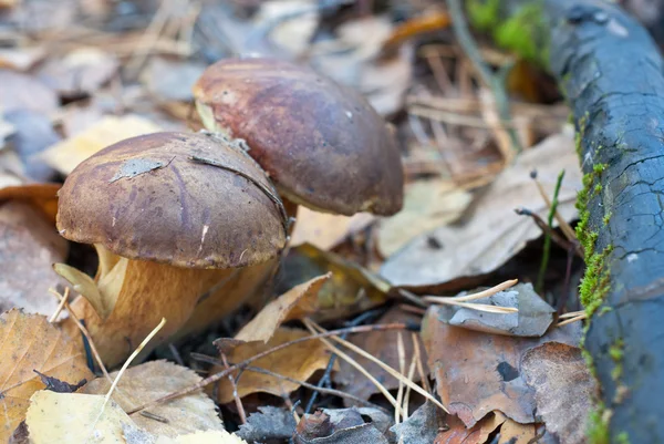 Setas en el bosque de otoño — Foto de Stock