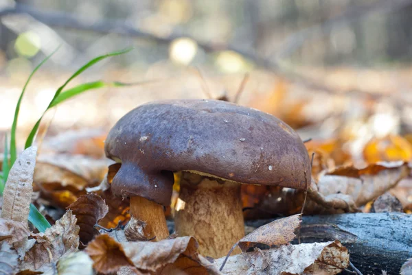 Setas en el bosque de otoño — Foto de Stock