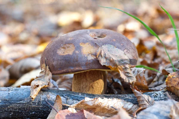 Champiñones en el bosque de otoño — Foto de Stock