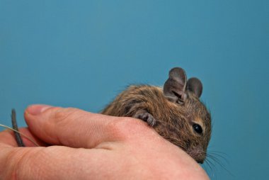 Degu bir elde oturuyor.