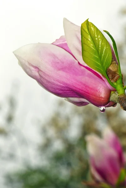 Magnolia branch and water drop — Stock Photo, Image