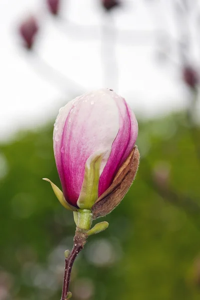 Magnolia branch — Stock Photo, Image