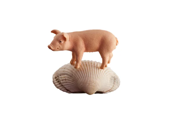 Игрушечная свинья на оболочке, изолированной на белом — стоковое фото